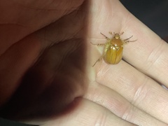 Aulacopalpus pilicollis