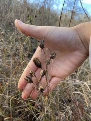Camassia leichtlinii