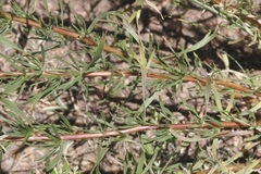 Artemisia dracunculus