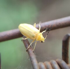 Chlorolochmaea paralella