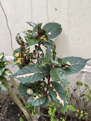 Graptophyllum