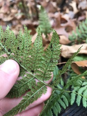 Dryopteris intermedia