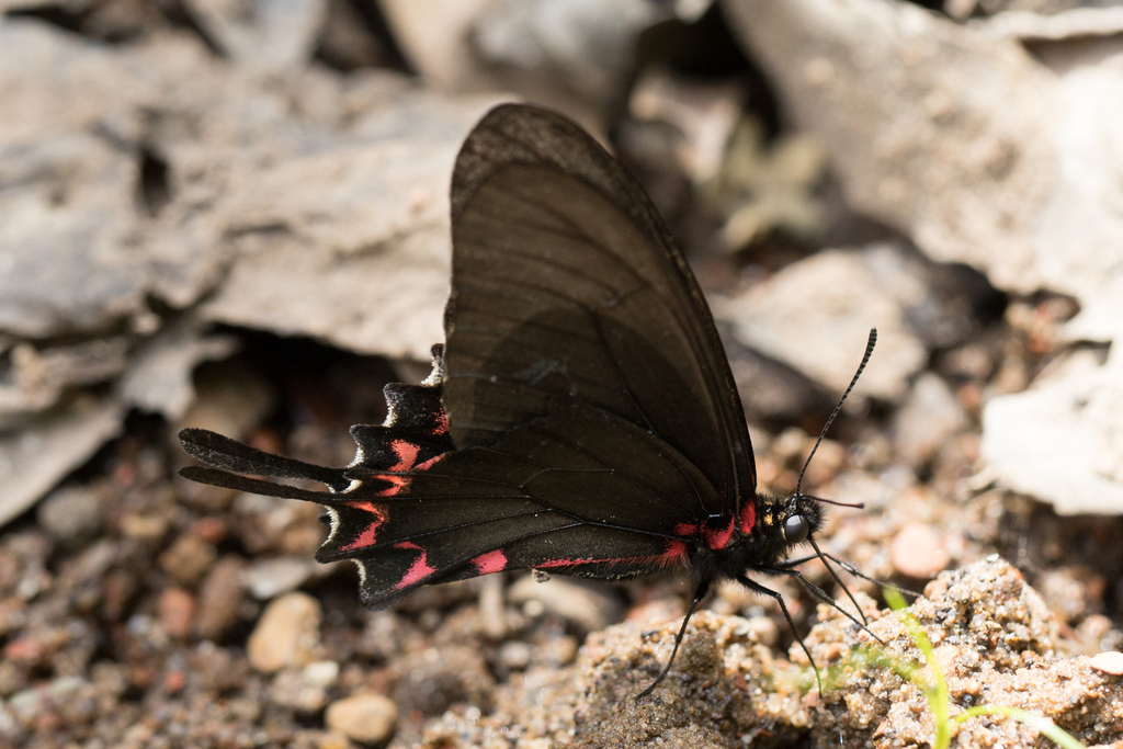 Mimoides lysithous