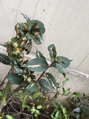 Graptophyllum