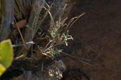 Monardella hypoleuca lanata