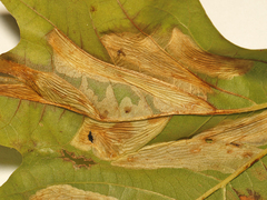 Phyllonorycter platani