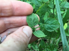 Mentha × piperita