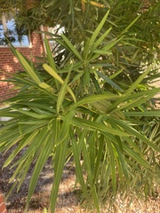 Podocarpus
