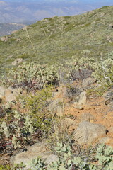 Elymus glaucus