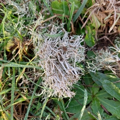 Cladonia rangiformis
