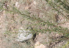 Artemisia dracunculus