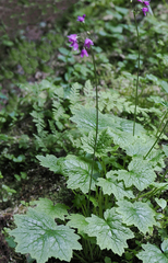 Primula matthioli