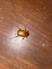 Aulacopalpus pilicollis