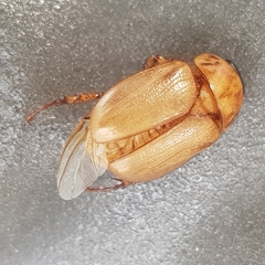 Cyclocephala signaticollis