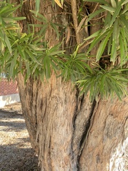Podocarpus