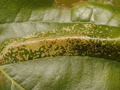 Phyllonorycter platani