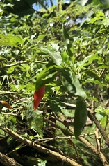 Capsicum annuum
