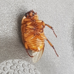 Cyclocephala signaticollis