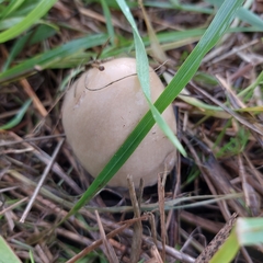Lycoperdon pratense