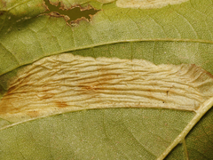 Phyllonorycter platani