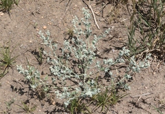 Chenopodium incanum