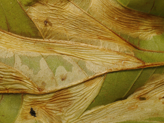 Phyllonorycter platani
