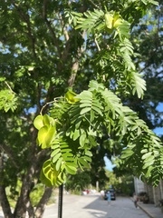 Gonopterodendron arboreum