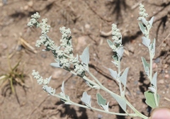 Chenopodium incanum