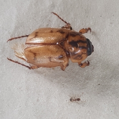 Cyclocephala signaticollis