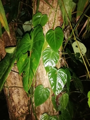 Philodendron hederaceum