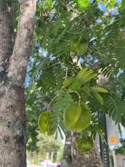 Gonopterodendron arboreum