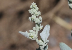 Chenopodium incanum