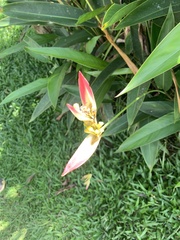 Heliconia psittacorum