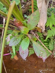 Phytolacca rivinoides