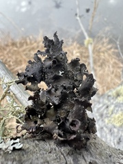 Tuckermanopsis orbata