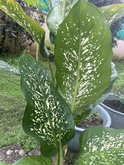 Dieffenbachia