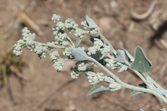 Chenopodium incanum