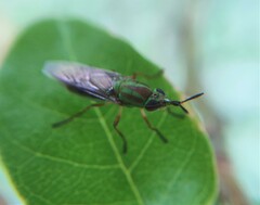 Stratiomyini