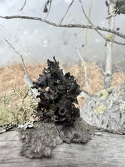 Tuckermanopsis orbata