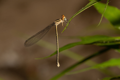 Pseudagrion ignifer