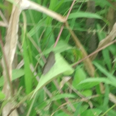 Hermeuptychia sosybius