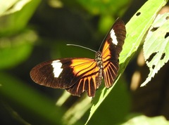 Heliconius