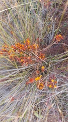 Quinchamalium chilense