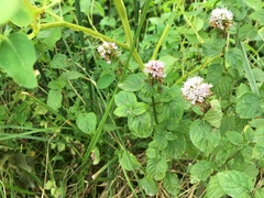 Mentha × piperita