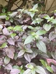 Alternanthera brasiliana