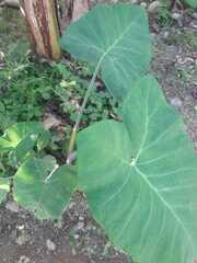 Xanthosoma