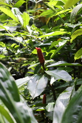Costus scaber