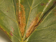 Phyllonorycter platani