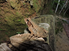 Rhinella ornata