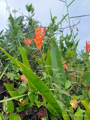 Heliconia psittacorum
